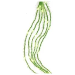 Kurt S. Adler LED Light String Set (51221) -Kurt S. Adler 512212md